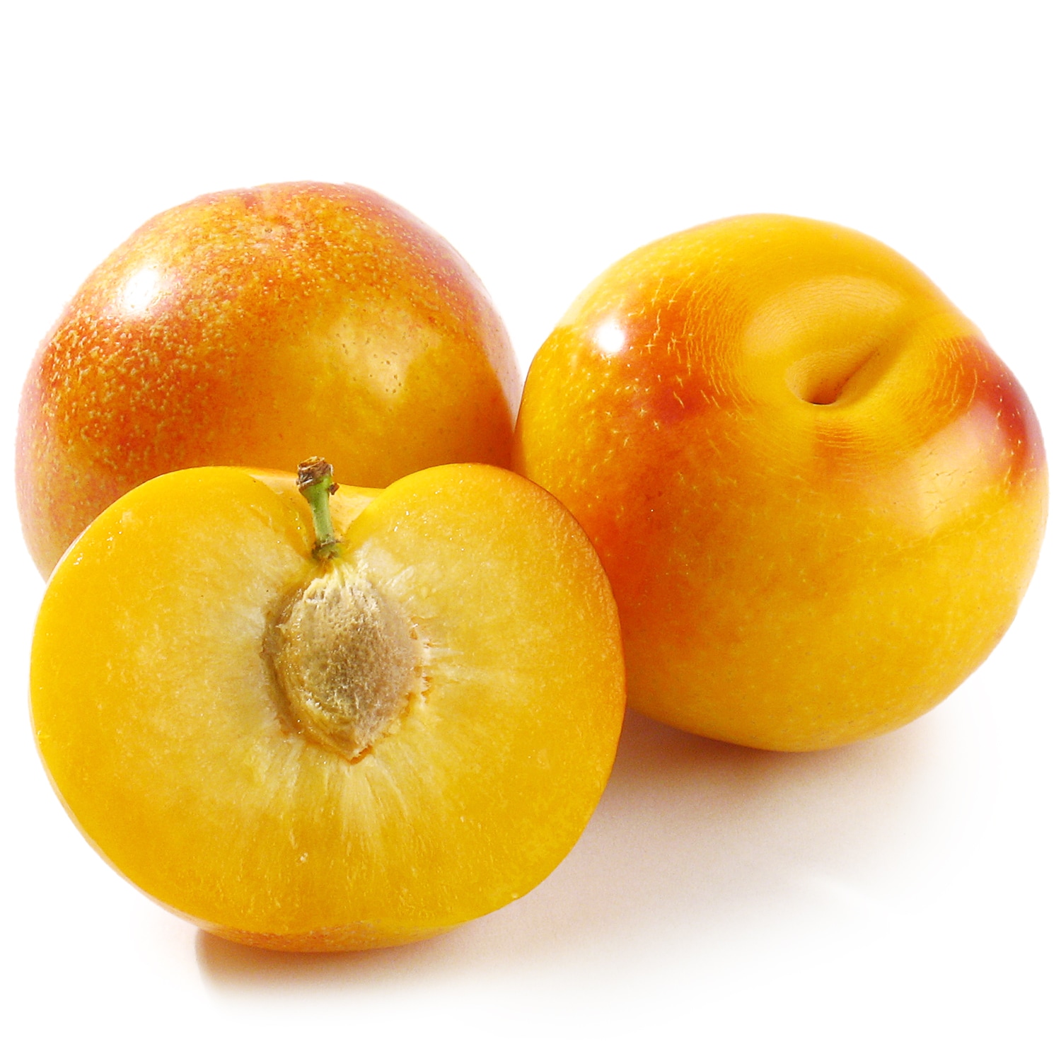 Family Tree Farms Golden Treat Plumcot