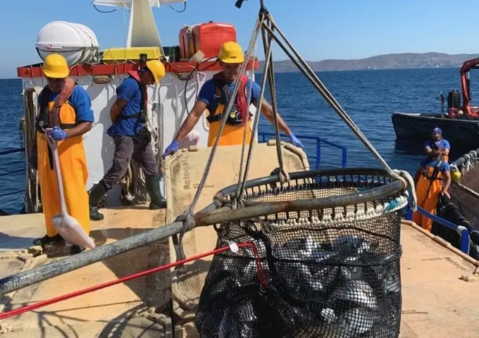 Nireus Aquaculture Humane Harvesting