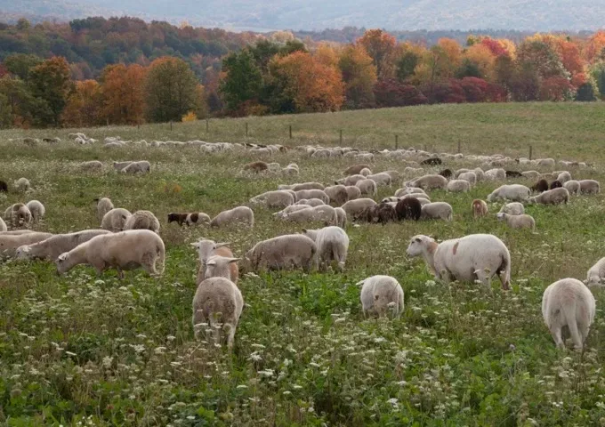 Brothers Ridge Lamb - Regenerative Agriculture Meat