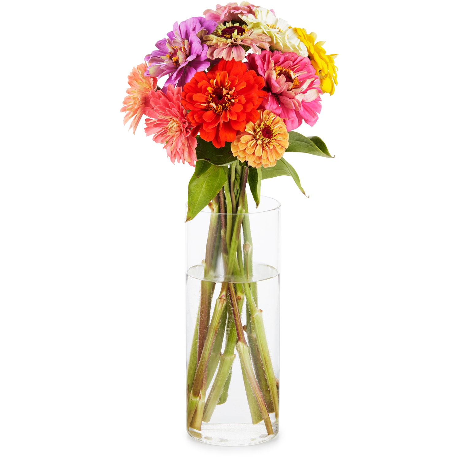 Lancaster Farm Fresh Cooperative Zinnia Bunch, Locally Grown